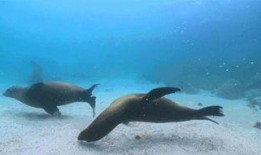 海狮05ev最新爆料,揭秘最新爆料背后的技术革新与市场前景