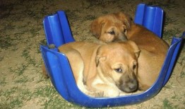 小黄豆最新爆料动态,揭秘娱乐圈最新动态